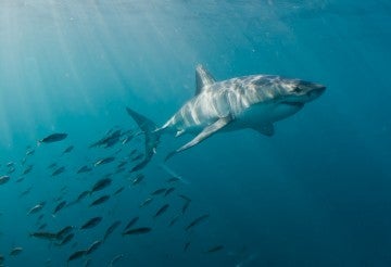 Great white shark swimming with fish Western Cape Province, South Africa.