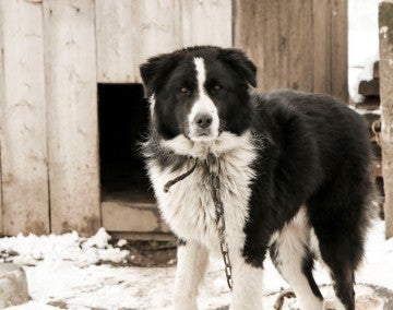 Large dog chained to a doghouse outside in the snow