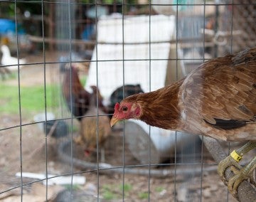 Chickens at a location where cockfighting took place