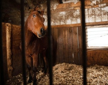 Horse before being rescued from a neglect situation in Ohio