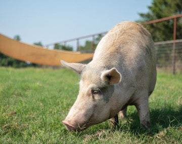 A pig eats grass in an animal sanctuary
