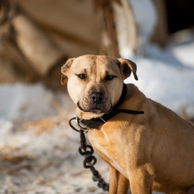 A pit bull is seen chained on the homeowner's property during a rescue in Kalamazoo, Michigan