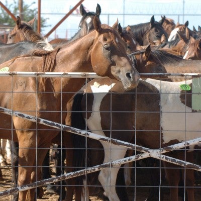 American horses in export pens in Texas and New Mexico before transport to Mexican horsemeat plants