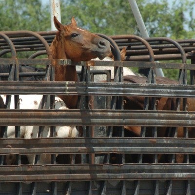 American horses in pens ready to be transported for slaughter in Mexico