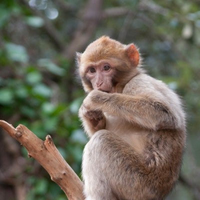 Wild macaque monkey in a tree. Monkeys are often victims of illegal wildlife trade.