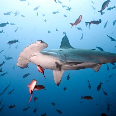 Scalloped hammerhead shark swimming in Cocos Iceland, Costa Rica