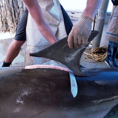 Fins being removed from a great hammerhead shark