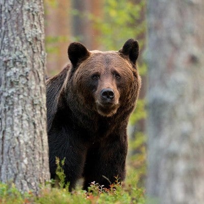 Brown bear, sometimes confused for grizzly bears, in a green forest