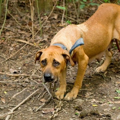 Rescue dog from North Carolina animal fights  