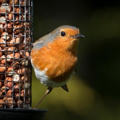 Feeding birds in your backyard can attract guests like this robin