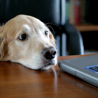 A dog looking at a computer