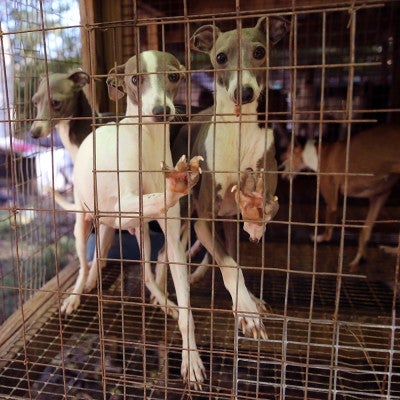 Two dogs in a cage before being rescued