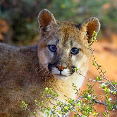 Trophy hunting often targets animals like this mountain lion  
