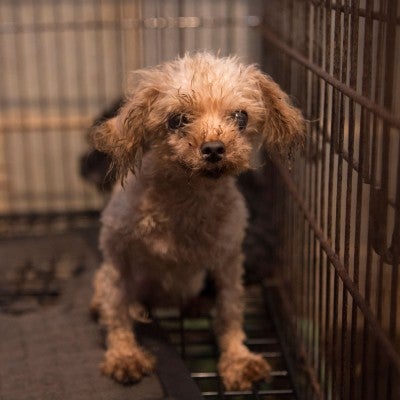 Dog in cage at a puppy mill before being rescued