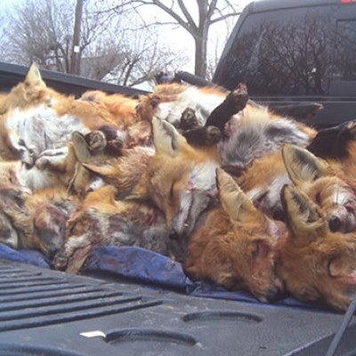 Multiple dead fox in a pile in the back of a truck