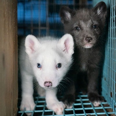 Two baby foxes in a cage at a fur farm.