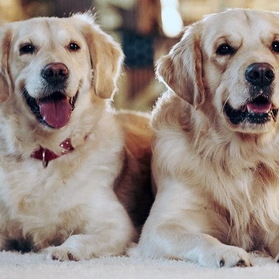 Two golden retriever dogs in a holiday setting