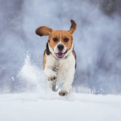 A happy beagle runs towards the camera, spraying the freshly fallen snow into the air