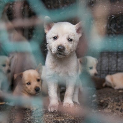 A puppy looks desperately through a chainlink cage full of despondant puppies