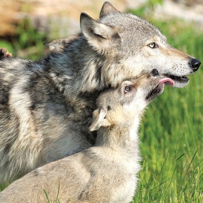 A wolf pup licks their mother's face.
