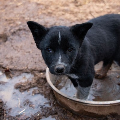 Sad dog standing in a dirty water bowl during New Mexico animal cruelty/animal abuse rescue