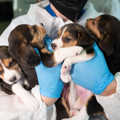 Rescuer holding a beagles rescued from Envigo RMS LLC facility in Cumberland, VA