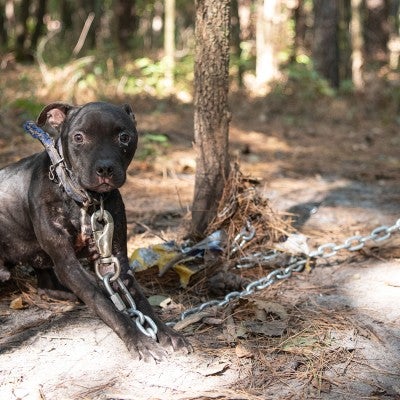 Dog before being rescued from an alleged dog fighting operation in SC