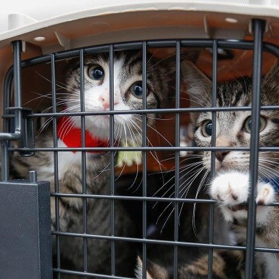 Kittens being transported out of harm's way following hurricane Sally in 2020 in Escambia County, Fla.