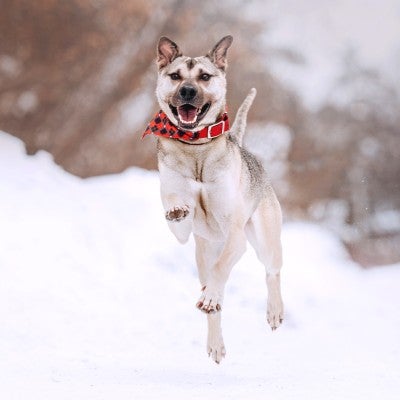 A dog runs happily through the snow