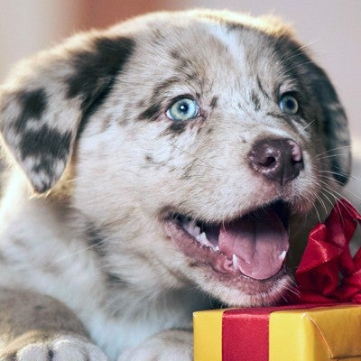 Cute puppy with a holiday gift