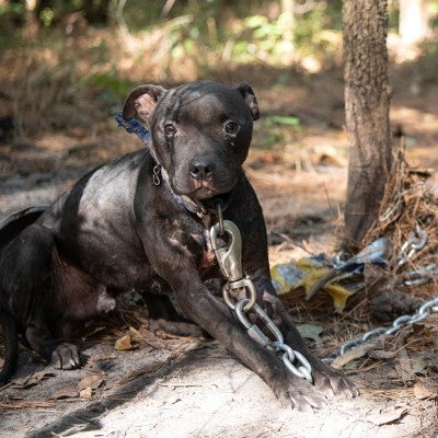 Black dog chained outside during alleged dogfighting rescue