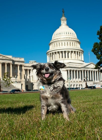 Happy dog standing in front of Capitol building