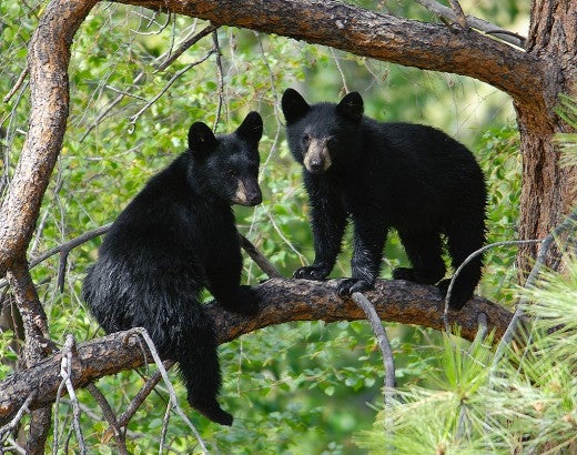 Young black bears in tree