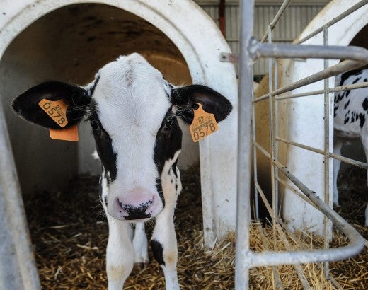 Veal calves on farm