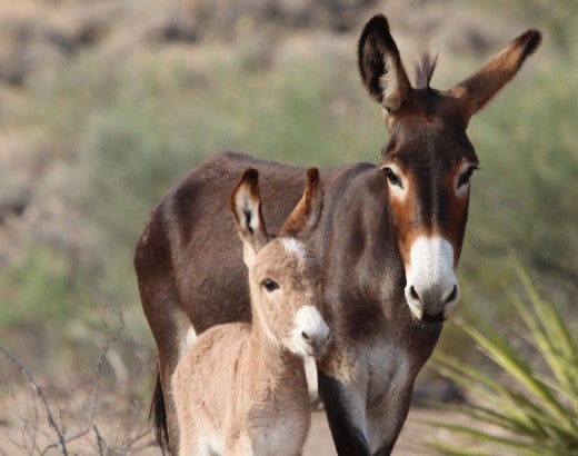 Two young burros