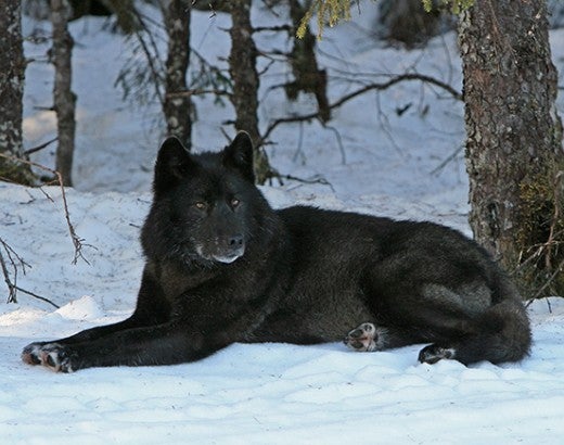 A black-colored gray wolf in the snow in Alaska