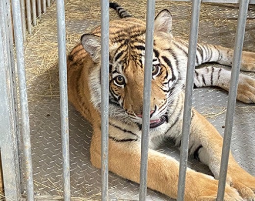 India, a rescued tiger in a cage