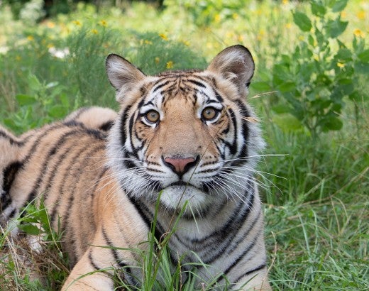 India the tiger lies in a meadow in his enclosure at Black Beauty Ranch