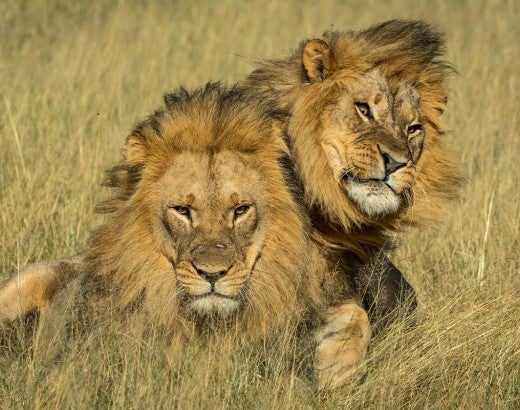 Two male lions named Netsai and Humba in Hwange National Park, Zimbabwe.