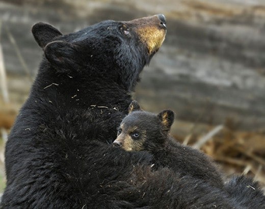 A black bear cub uses its mother as a bed.