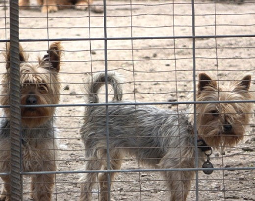 Two dogs at commercial puppy mill