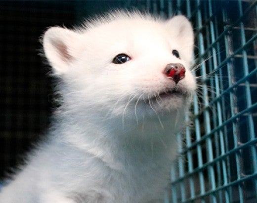 Small white fox in small dark cage in Finland