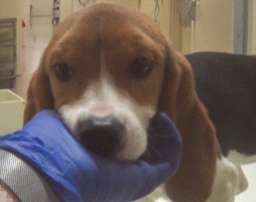 Sad dog from undercover investigation into Indiana toxicology lab