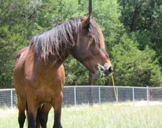 Chip, a brown horse who was rescued from Assateague Island, peacefully grazing in a field