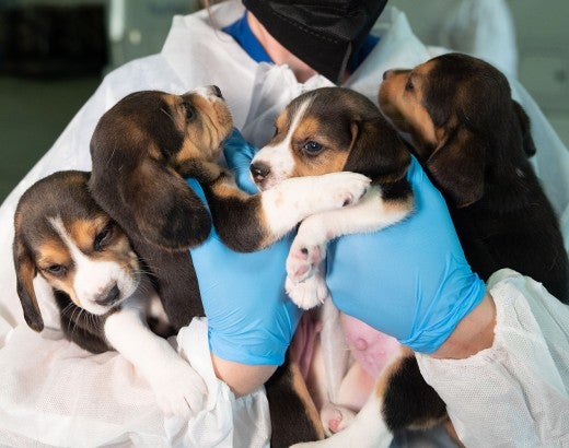 Rescuer holding a beagles rescued from Envigo RMS LLC facility in Cumberland, VA