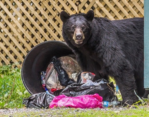 Black bear looking for food in a trash can.