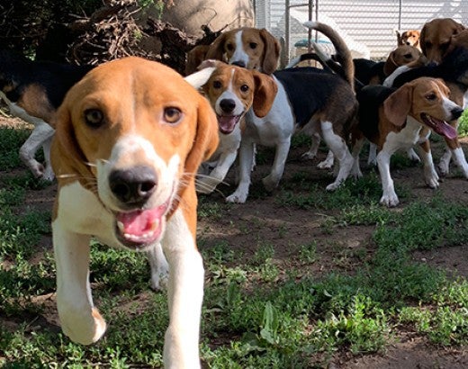 Beagles removed from research lab play at shelter