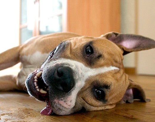 Playful dog laying on house floor with tongue out