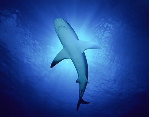 An underwater view of a Caribbean reef shark swimming overhead.