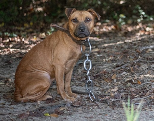 Big dog chained outside before being rescued by HSUS animal rescue team